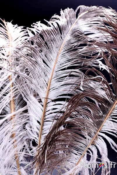 Plumes d´autruches peintes